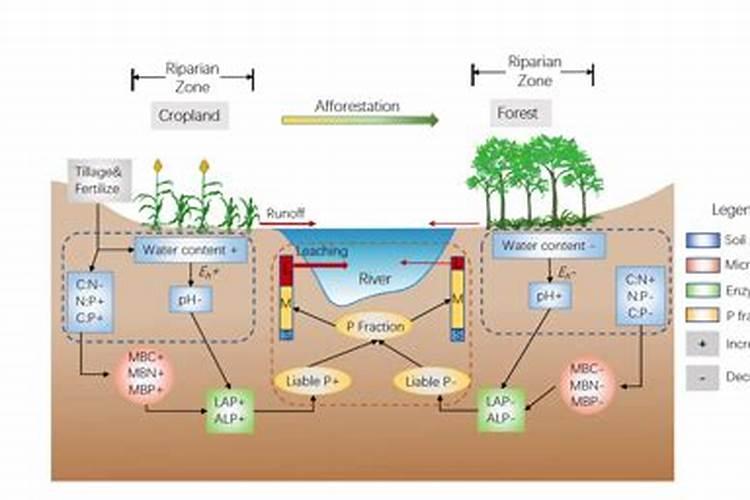 在种植过程中补充钙肥可以用过磷酸钙吗？怎样补充钙肥才最合适？