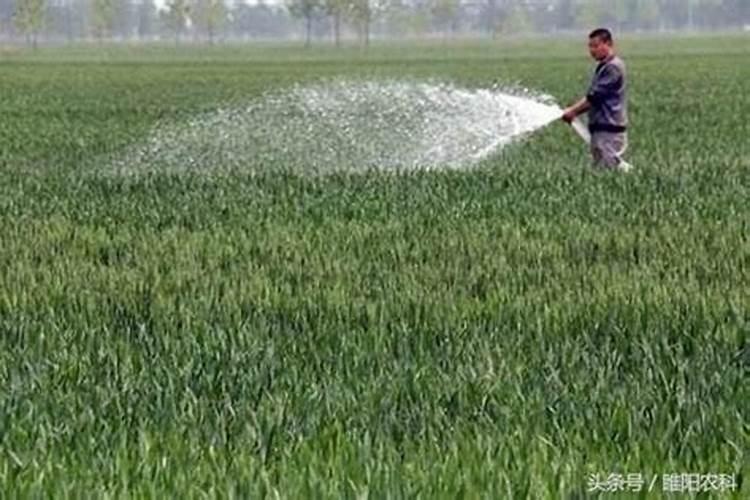 玉米打叶面肥好还是追尿素好