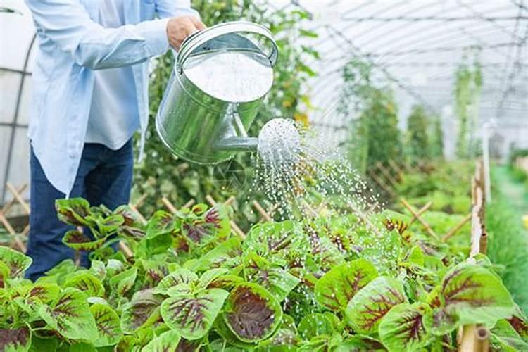 多肉春天怎么浇水