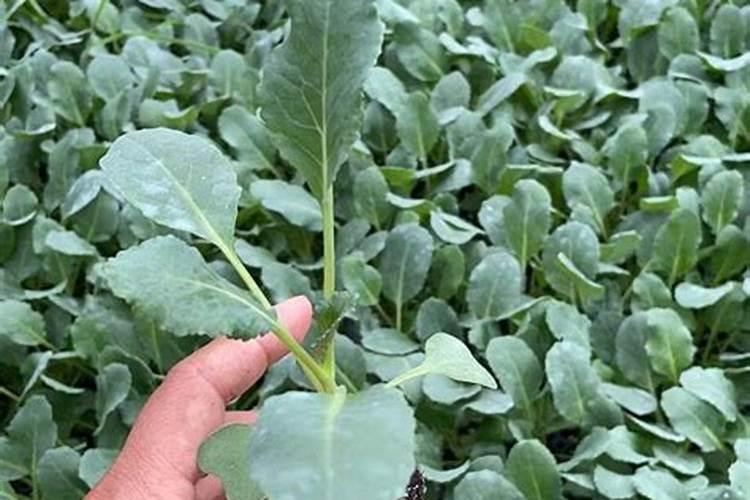 硼砂可以直接撒到土里做肥吗？