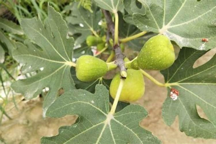 无花果树用什么肥