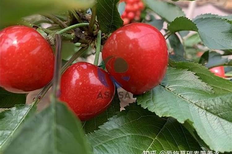 杏仁菜野菜学名叫什么
