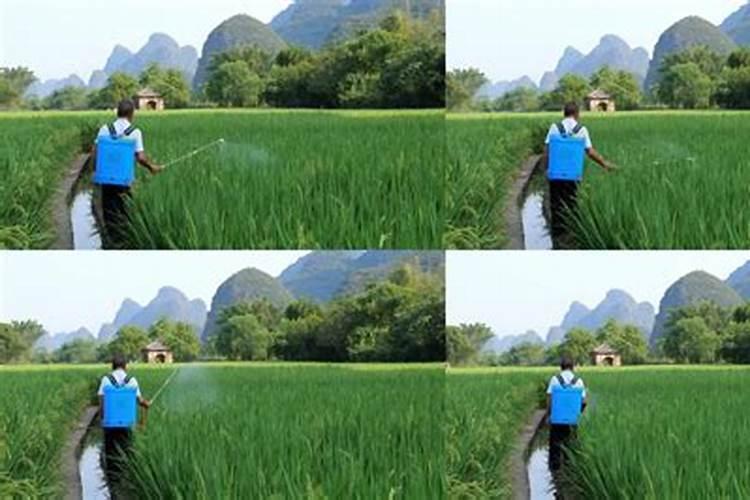 给水稻施肥的时候,是有水的好还是无水的好呢？