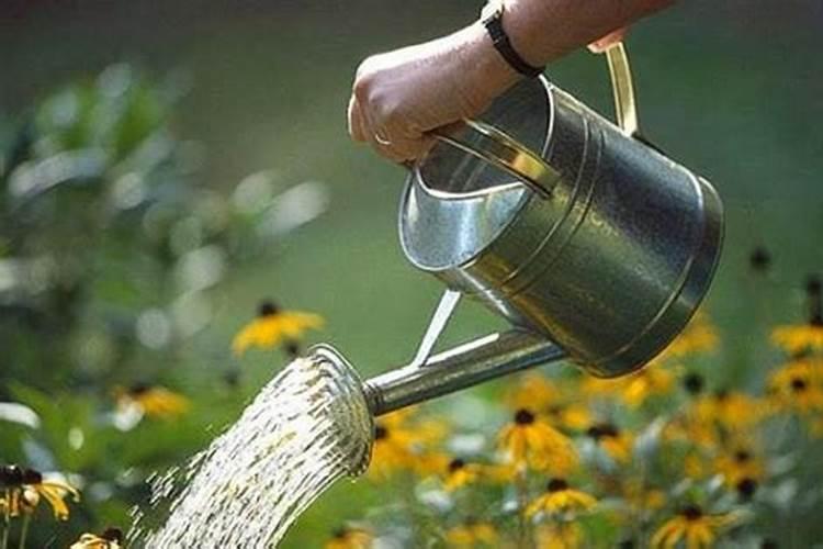 先施肥还是先浇水