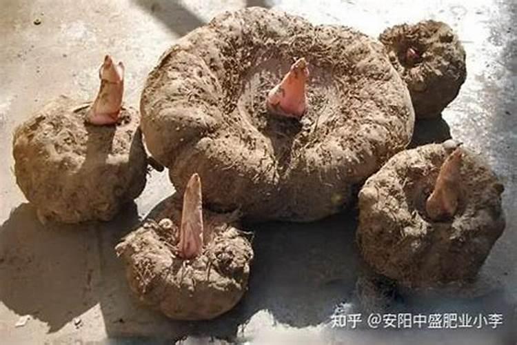说起水溶肥,液体和粉剂究竟哪个效果好？