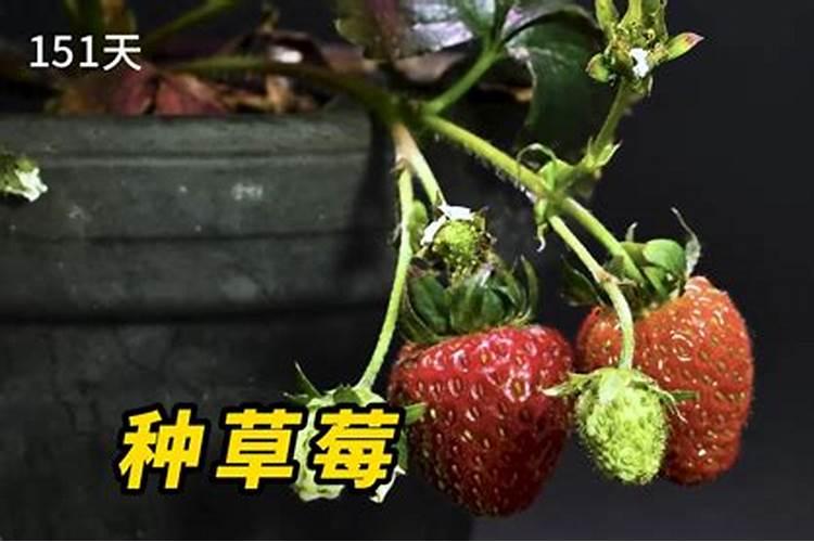 草莓追肥用什么肥料最好