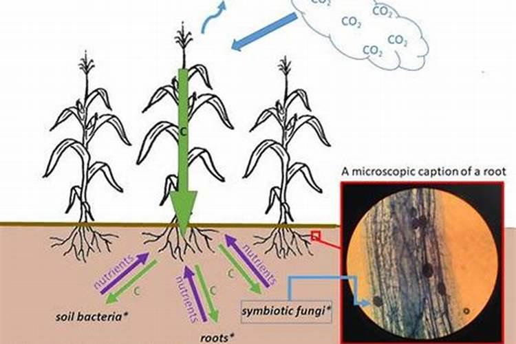 中国最好的肥料前十名