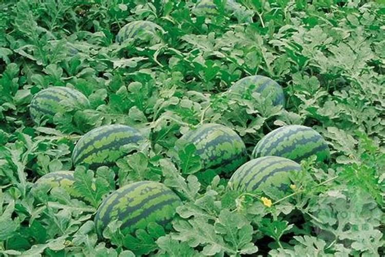 200豪升锌肥加水多少打西瓜