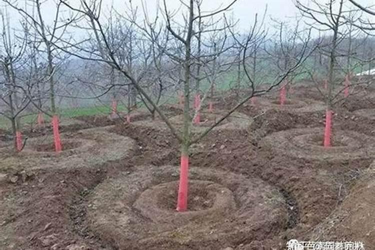 果树施肥方法与注意事项 果树施肥时该注意哪些问题？