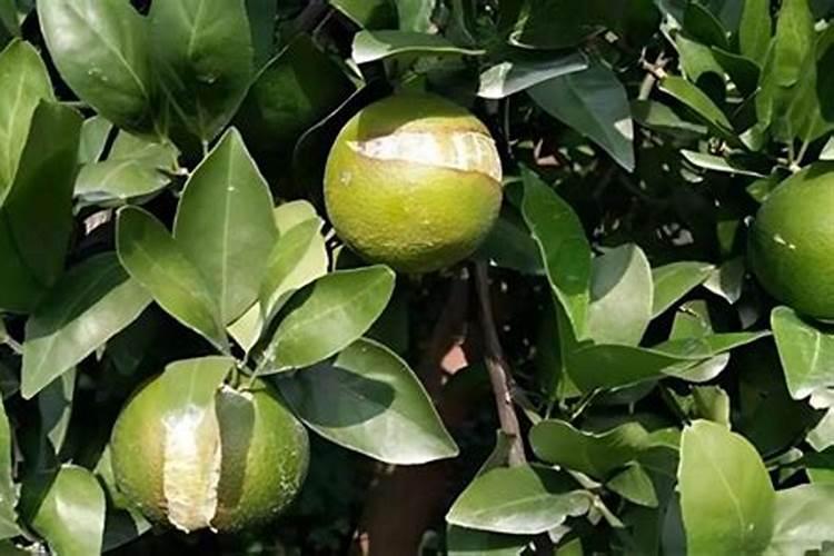 贡柑的种植技巧 贡柑养殖需要注意什么