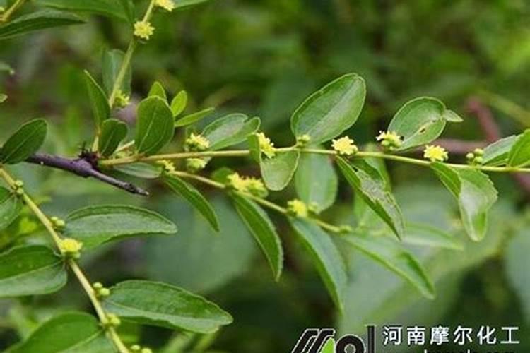 水溶肥冲施肥怎样用