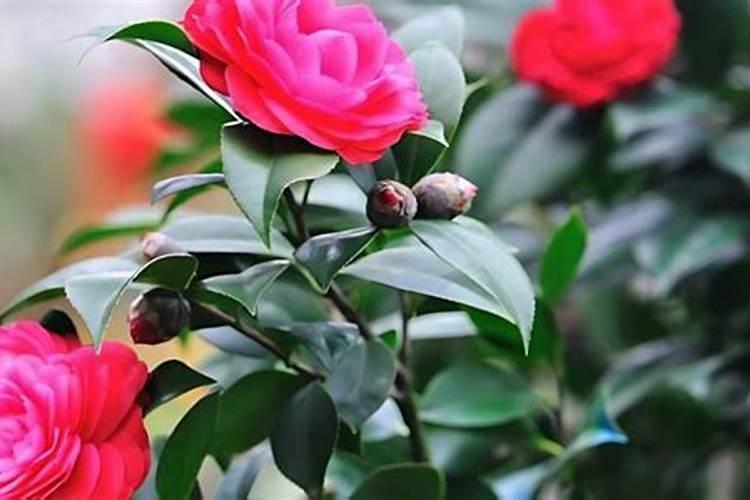 四季茶花耐寒吗