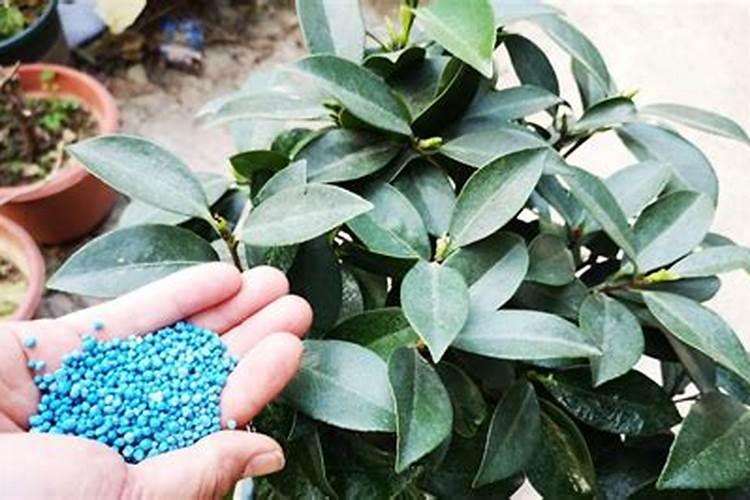 茶花一年四季施肥技巧
