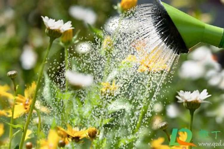 喷施叶面肥有哪些好处？ 70%吡虫啉半翅目害虫的专业杀虫剂