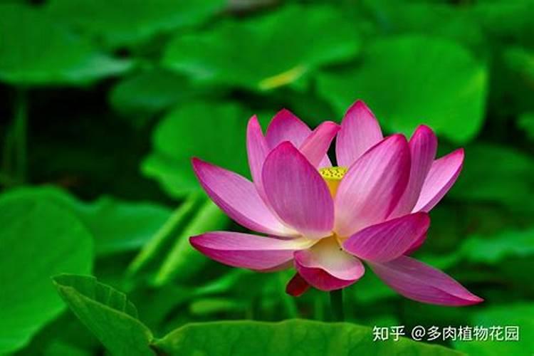 我想问一下睡莲为什么养不开