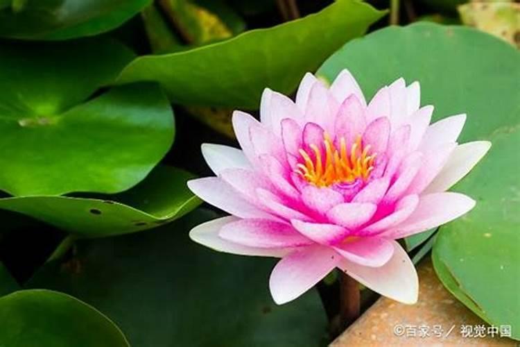 睡莲施肥技巧 将液体肥放进水里面