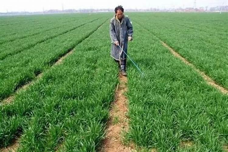 小麦分蘖期喷什么叶面肥