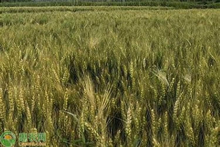 年后田里面的小麦是先打除草剂,还是先追肥？