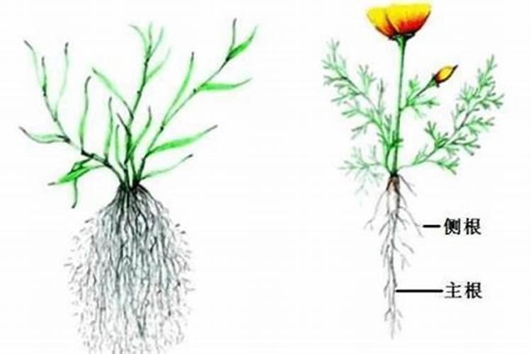 铁元素对植物的作用