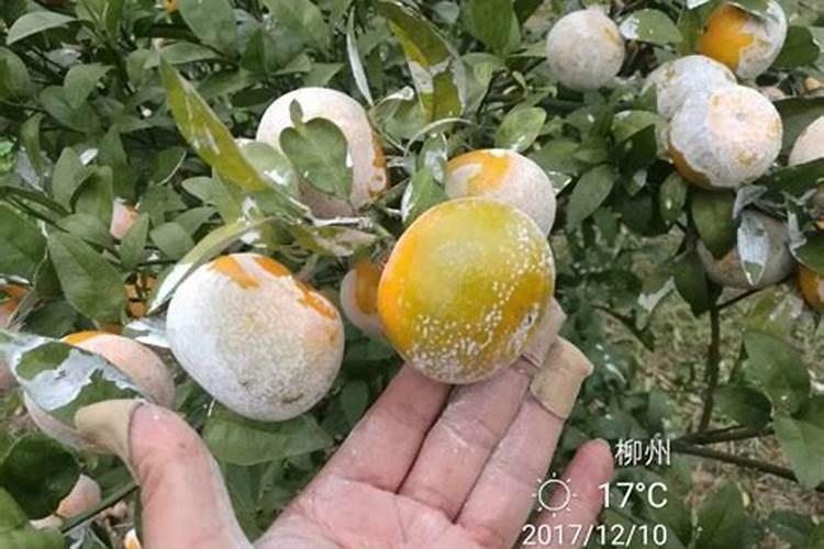 水稻氮肥有哪些？