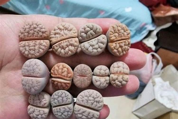 生石花施肥是什么肥料