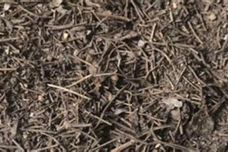 君子兰用什么土最好