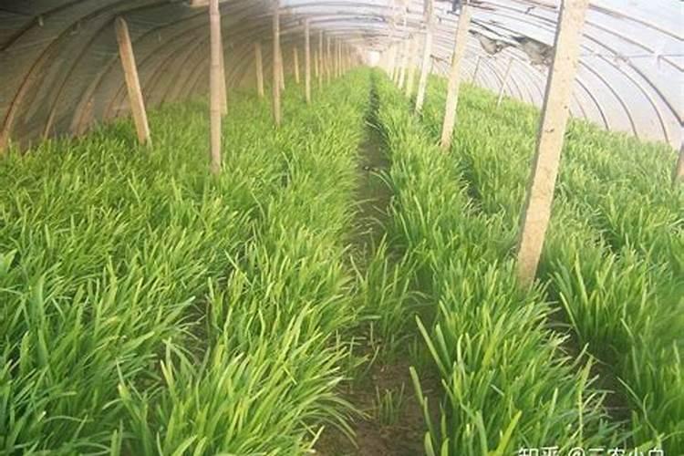 韭菜割了追什么肥好