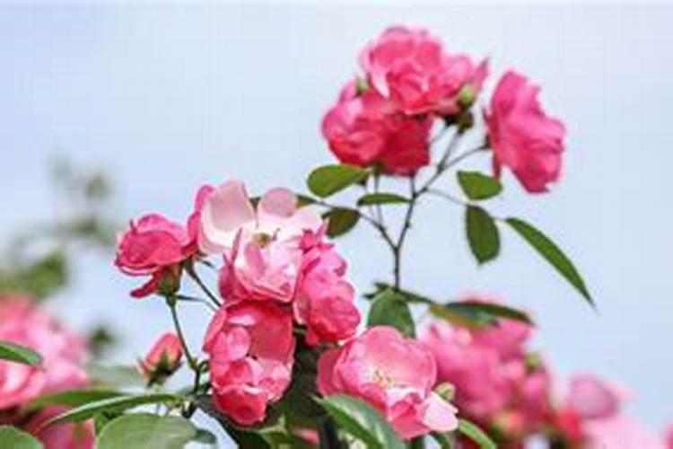 月季为什么要喷施叶面肥杀菌剂添加叶面肥有何作用