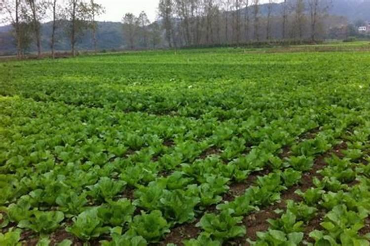 玉米使用芸苔素内酯有什么技术和注意事项？