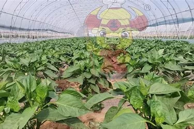 水溶性肥料市场研究报告