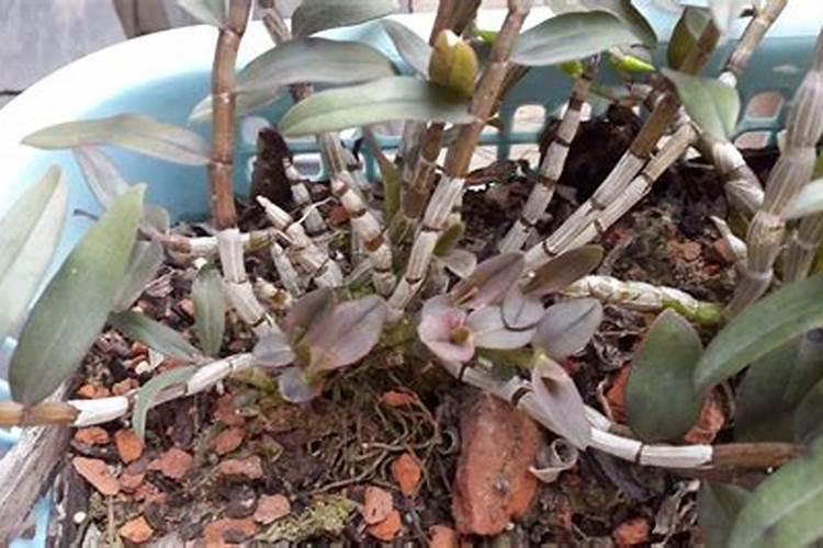 水溶肥冲施肥怎样用