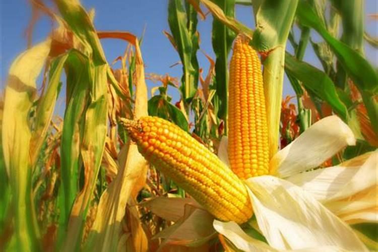 玉米什么时候打叶面肥好 使用方法有哪些