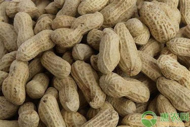 花生硼肥什么时间施用