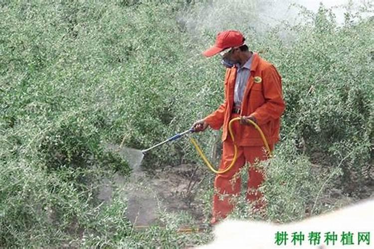 枸杞叶面肥哪个最好