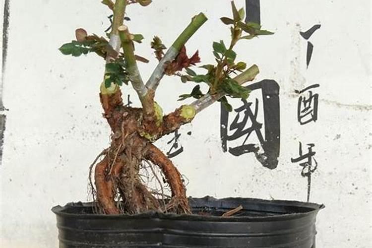 哪些花适用氮肥