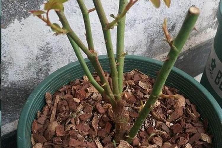 什么花卉用氮肥