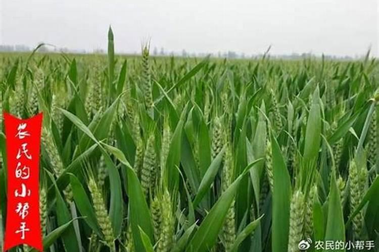 掰玉米是什么季节的农事活动