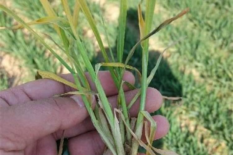 国内十大磷酸铁生产厂家