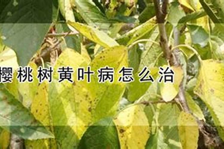 我家院子的大樱桃树叶子黄了请教谁知道怎么办。谢谢