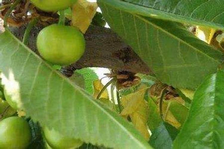 樱桃黄叶病用什么药效果好