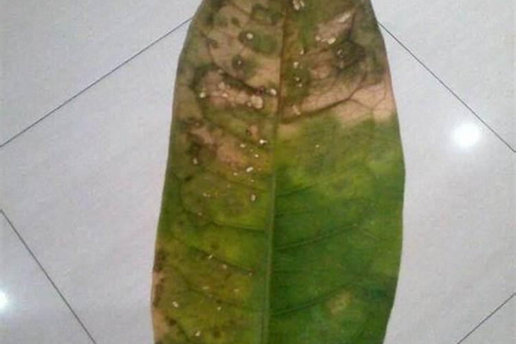 各位老师帮忙看一下,樱桃树是怎么回事,谢谢