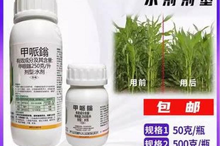 芝麻什么时间施肥最好 芝麻什么时候施肥