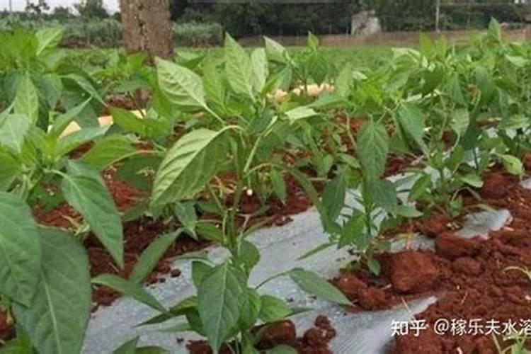 辣椒开花施什么肥适合 可以施加氮肥吗