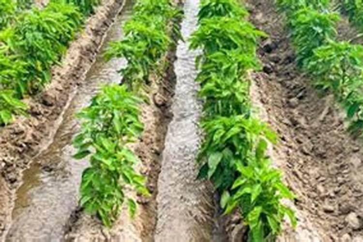 辣椒怎么施尿素提苗最好