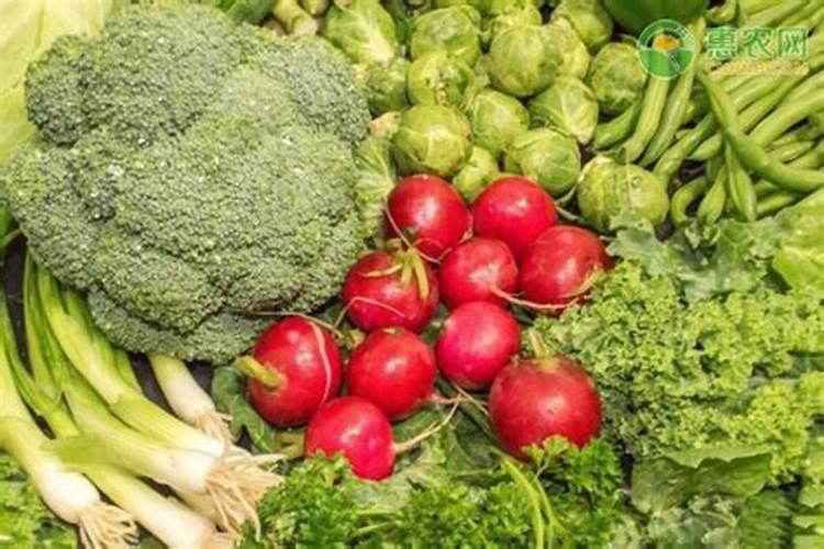 西葫芦如何种植技术 这里有办法