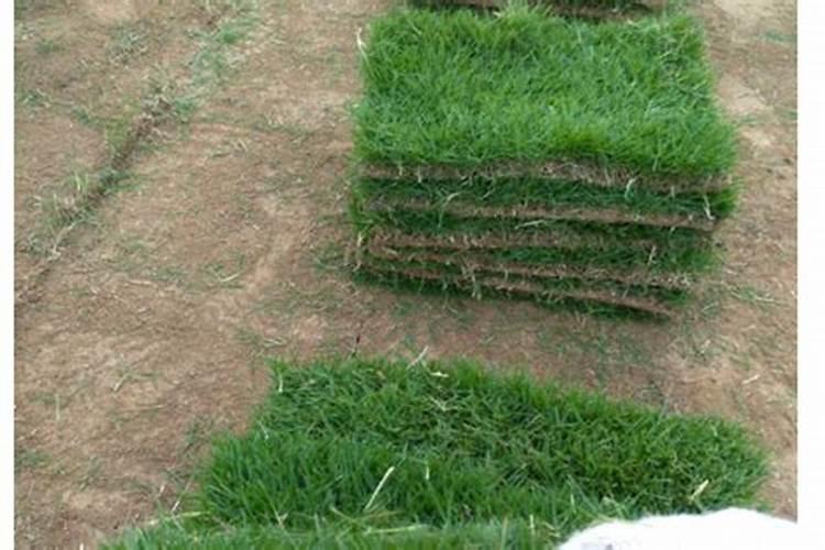 马尼拉草坪使用何种肥料好