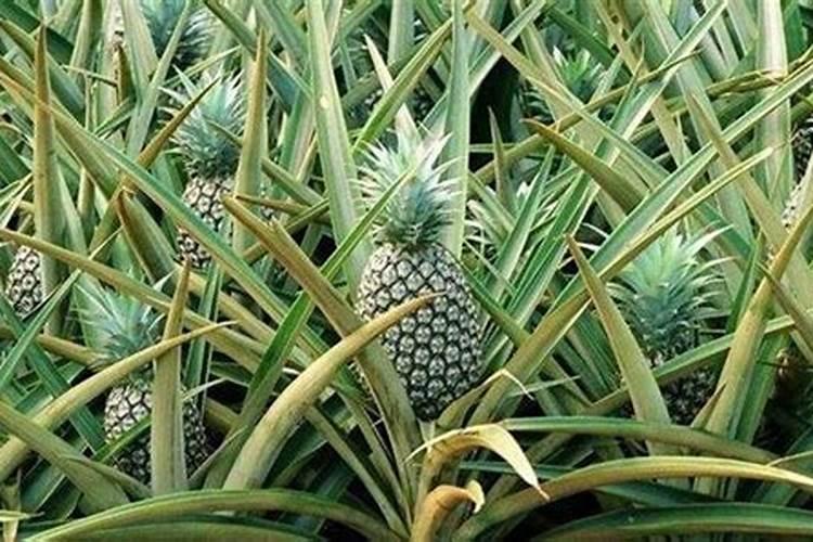 磷酸二氢钾用法菠萝