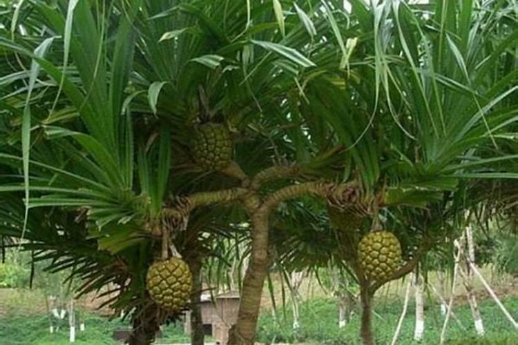 如何预防菠萝冻害