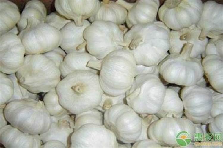 生物菌肥价格是多少