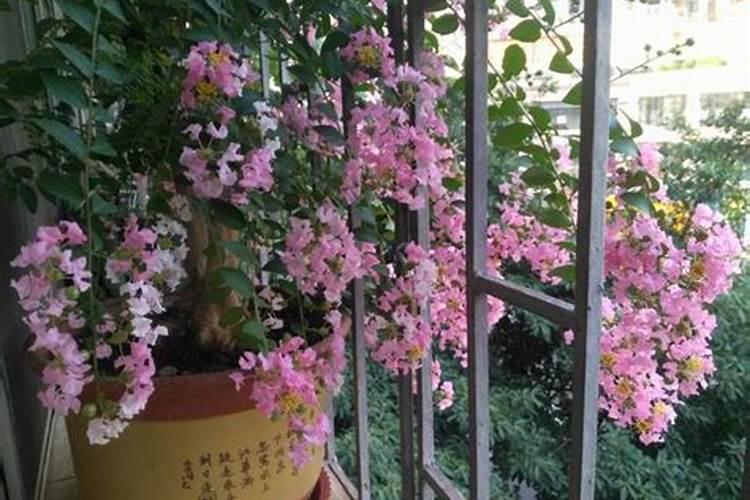 桂花叶子干枯怎么急救 桂花叶子干枯如何处理